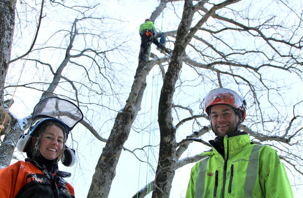 FAGFOLK: Marthe Boll, Michiel Braakhekke og Thimmy Klaassen (oppe i treet) er alle utdanna klatrande arboristar eller trepleiarar.