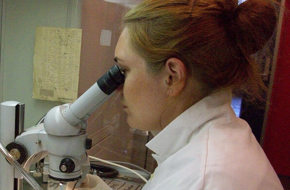 FORSKAR: Kristine von Krogh har forska på hypofysen til torsken. Ein av jobbane som måtte gjerast i laboratoriet, var å dissekere ut små organ frå fisken. Fin-disseksjon måtte gjennomførast under mikroskop.