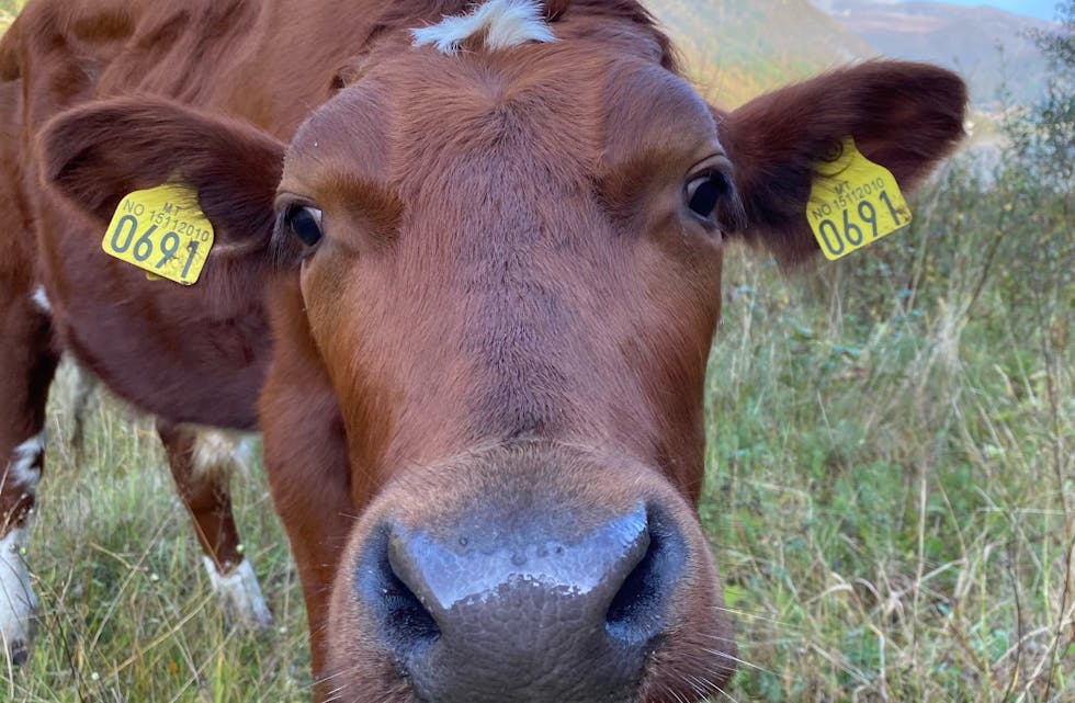 – Nøkkelfaktor for eit levande og berekraftig distrikt ber om di merksemd, skriv artikkelforfattaren.