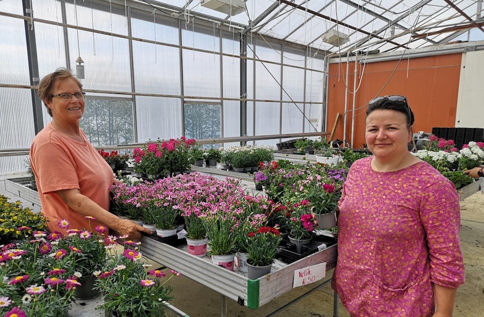 BLOMESAL: Marietta Pál var innom for å sikre seg begoniar før det vert tomt. Ho seier det er heilt nydeleg at Helgøy har utsal av blomar, grønsaker og bær. I år vert det sal av bær, tomatar og blomar på gartneriet, men agurkar må ein finne ein annan stad.