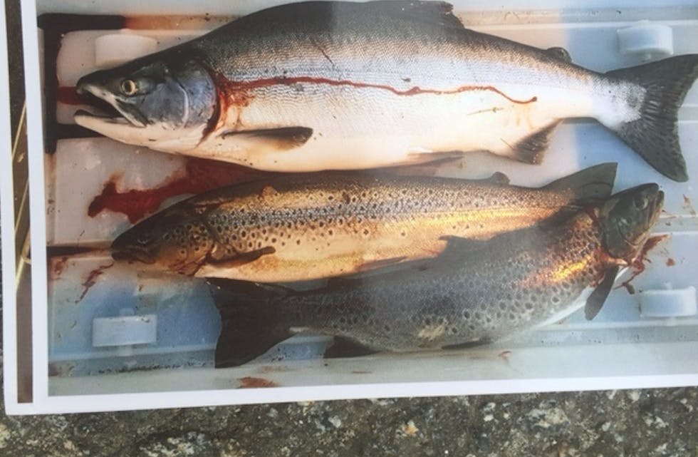 PUKKELLAKS fiska i Åheimselva sist det var invasjon, i 2017, i lag med to vanlege ørretar. 