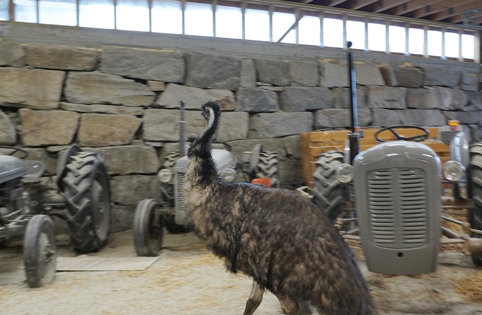 RAGNVALD: Førre veke fekk Hakallegarden ein emu. 