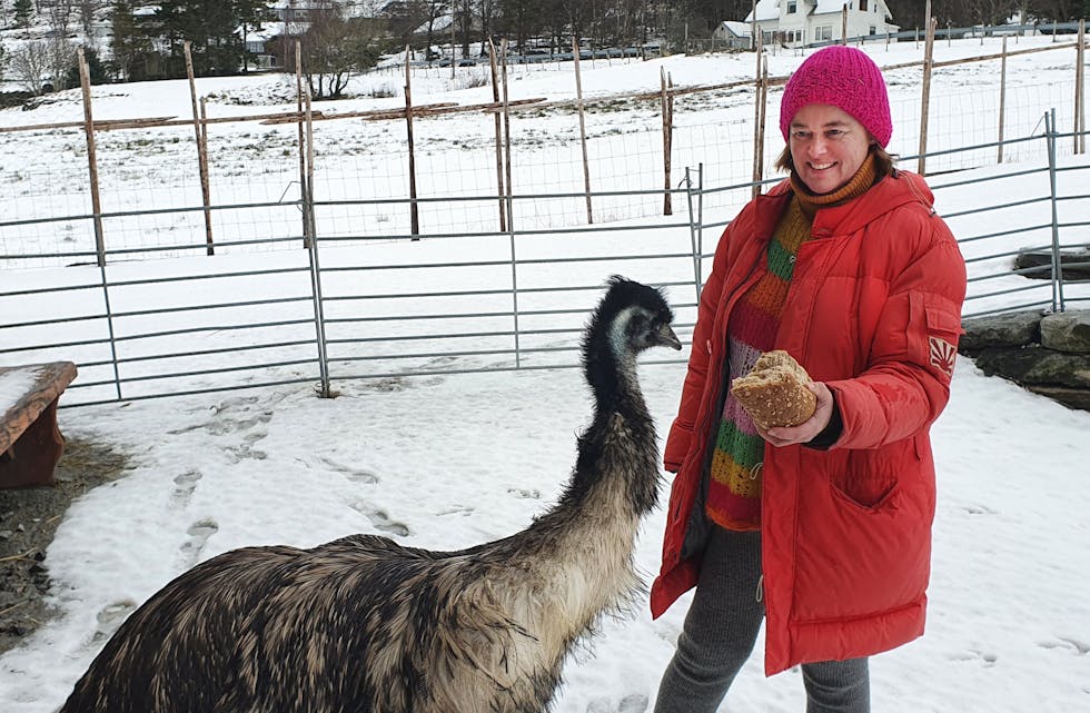 EMU: Ragnvald, ein emu, kom til gards i haust. Her ilag med matmor Aina. Under ser vi papegøya Jakob.