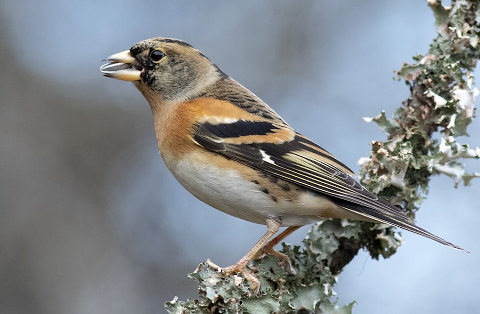 BJØRKEFINKEN har aldri før vore så talrik under Hagefuglteljinga som i år.
FOTO: Frode Falkenberg