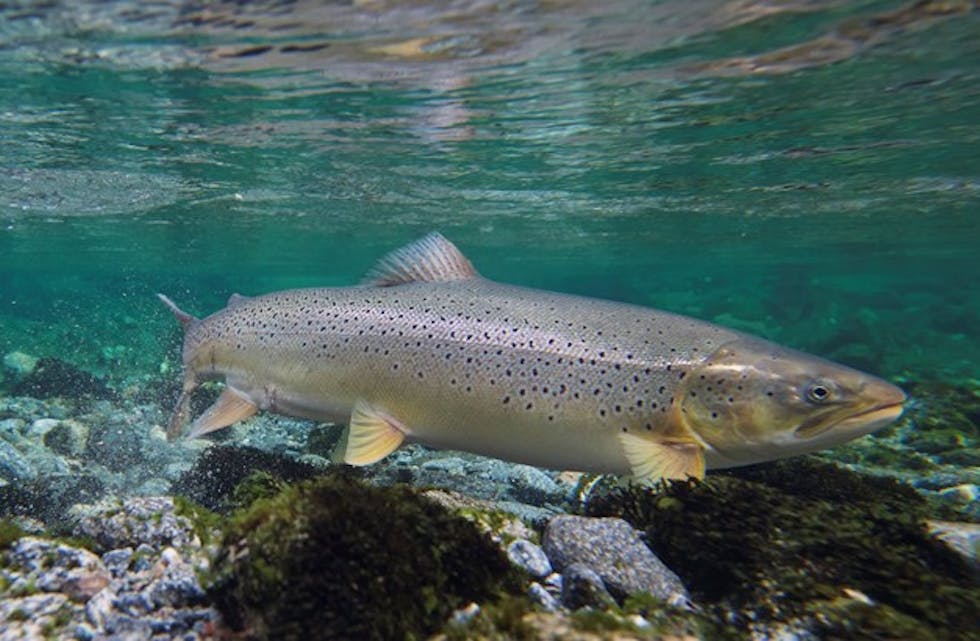 Sjøauren er freda i Møre og Romsdal i mars og april. Foto: Jan Drøpping