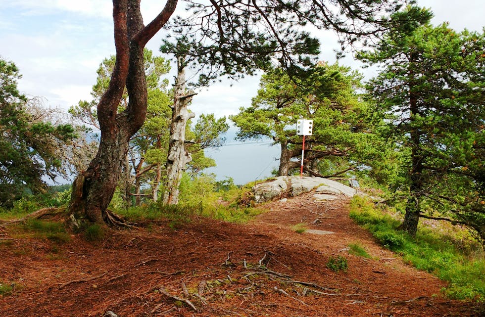 Friluftsrådet Nordmøre og Romsdal skal arrangere introkurs i friluftstur og bruk av STIKK UT. Det har dei fått støtte til. Kanskje kurset legg turen innom Stikk ut-posten på Ramnehaugen, Åsfjellet, på Vestnes, 304 moh? StikkUT-kassen er rett til venstre for bilde.