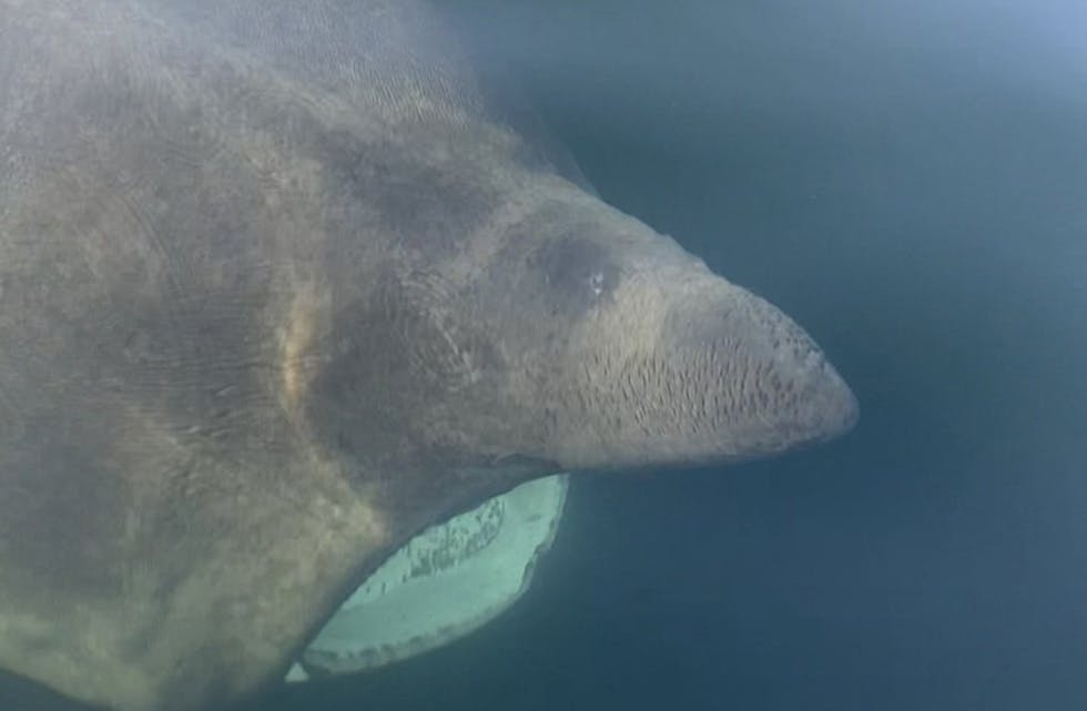 GAP: På nært hald kan Brugda sjå ganske skremmande ut, og storleiken på haifisken kan sjølvsagt gjere den både skummel og farleg for den som kjem heilt nær i båt. Ein kan likevel prise seg lukkeleg over at "Haisommer" i Noreg er mindre å vere redd for enn det kan sjå ut om ein ser haiar på filmlerettet. FOTO: Dugnad for havet/Marte Valvåg