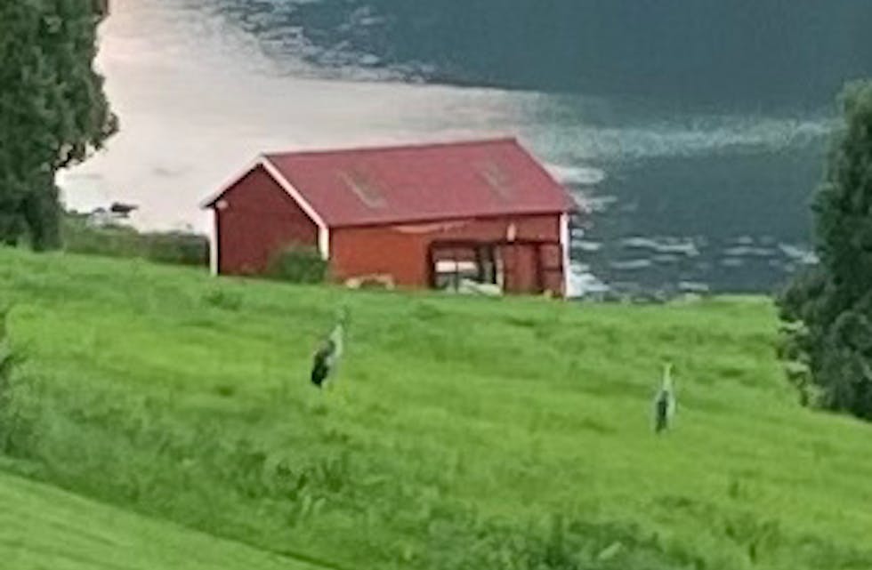 TRANER på Åheim.