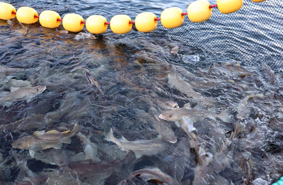 Illustrasjonsbilete: Fiskeoppdrett.