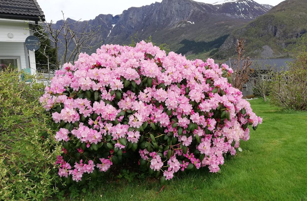 RODODENDRON i full blomst lyser opp etter ein mørk og grå vinter.