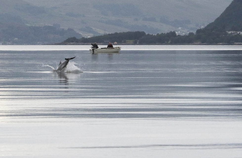 GULFLANKEDELFIN: Her ser vi dei to delfinane leike seg utanfor Låtra og på det mindre bildet ser vi forma på ryggfinnen i det den eine av fiskane er på veg ned.