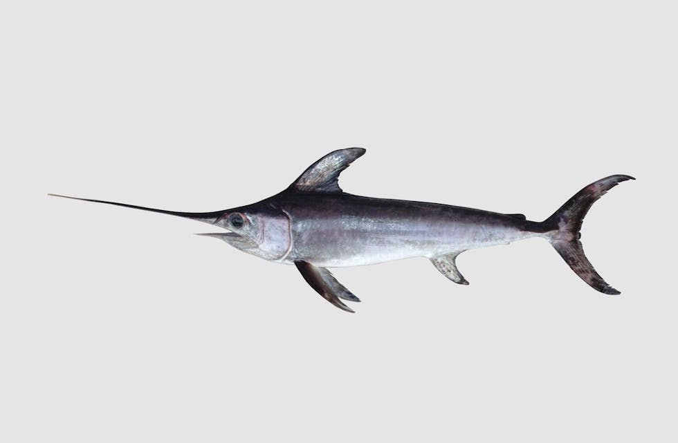 SVERDFISK: Xiphias gladius. Denne er faktisk fiska i Lærdalselva i 2014/ Denne vart fiska utanfor Drammen og var ca to meter lang.