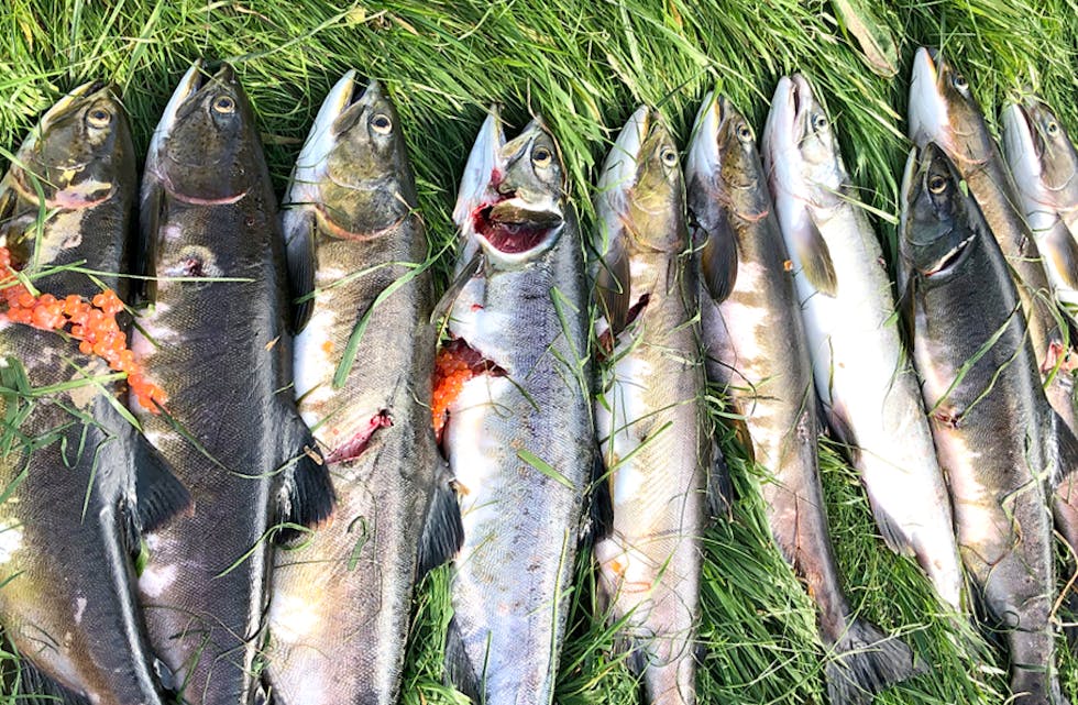 PUKKELLAKS med rogn, slik han vart fanga i Åheimselva nokre år tilbake.