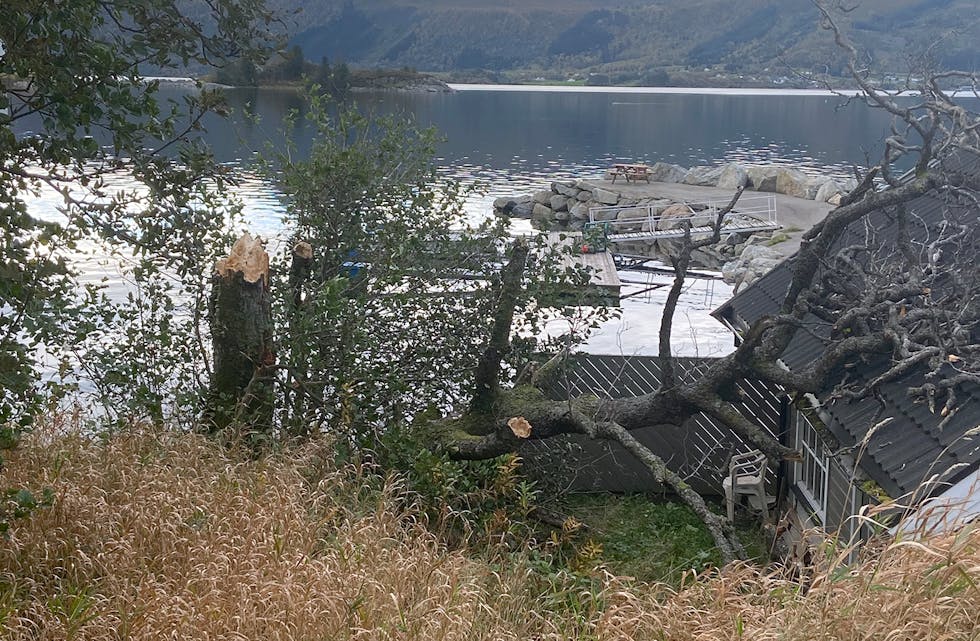 AMY kappa nokre tre på turen sin gjennom Vanylven.
