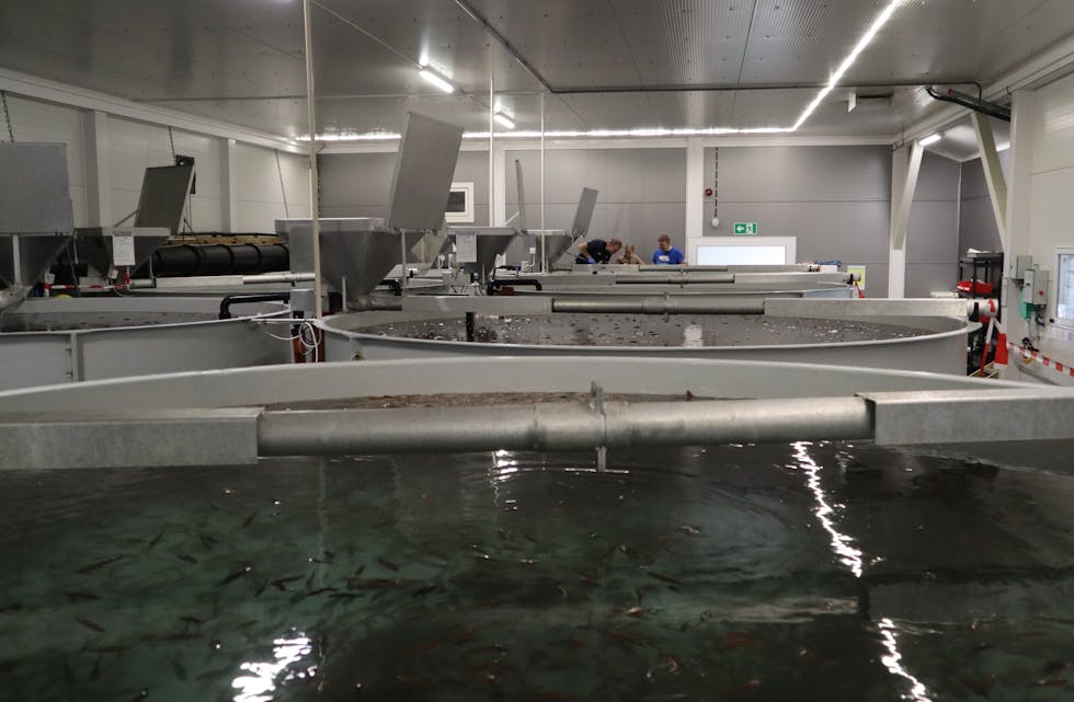 TANK PÅ TANK med berggylte. Mange titals tusen fisk i kvart kar på MOWI-anlegget på Sighaug.