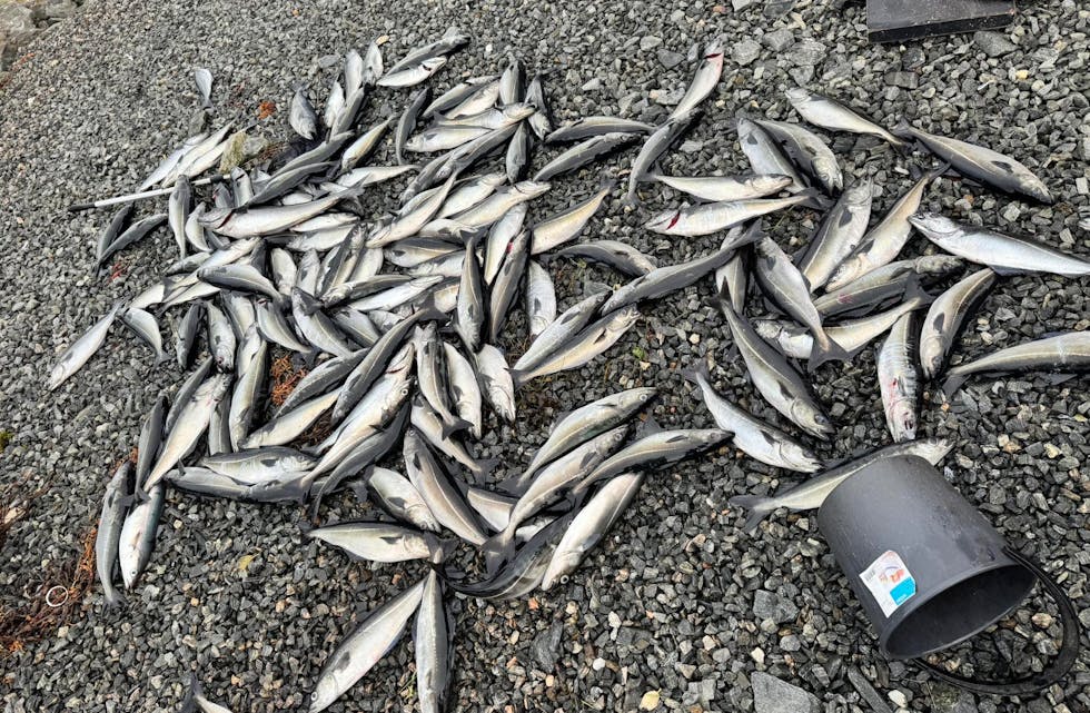 KRABBEAGN: Det baud på små vanskar å plukke seg krabbeagn og matfisk laurdag morgon.